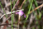 Jackson false foxglove